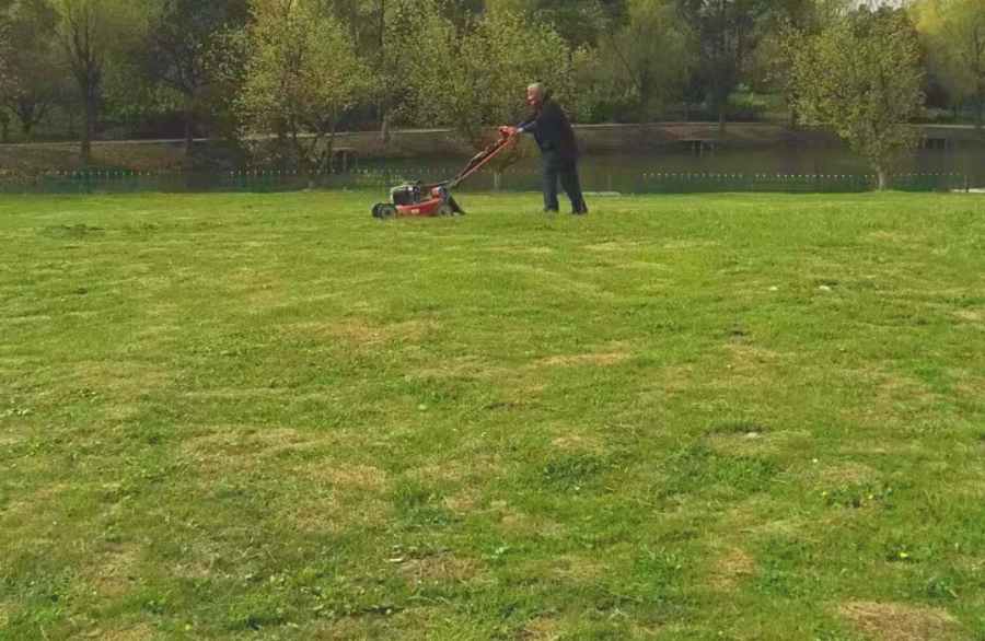 昆山綠化維保 綠化養(yǎng)護(圖5)