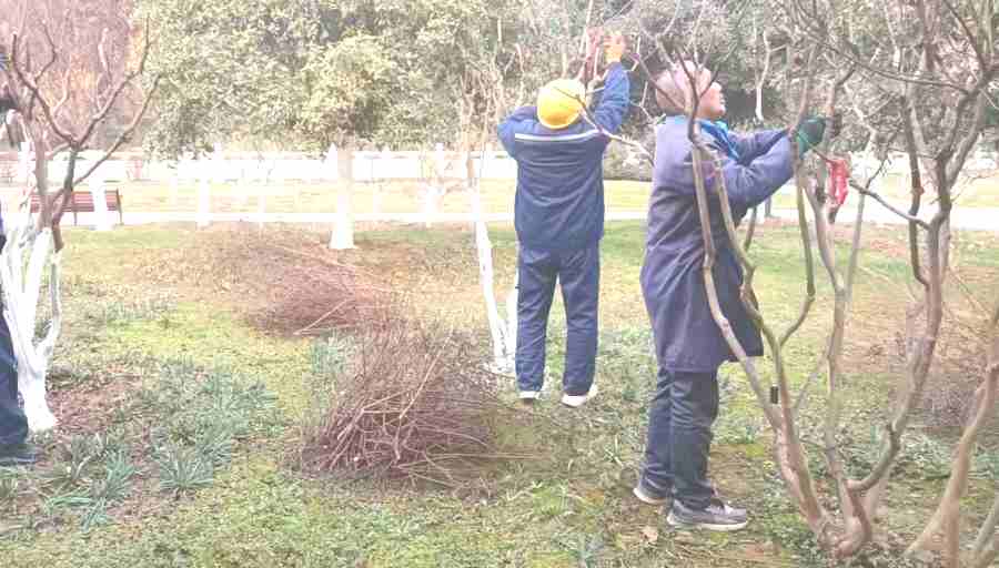 昆山廠區(qū)綠化維護 廠區(qū)綠化養(yǎng)護(圖3)