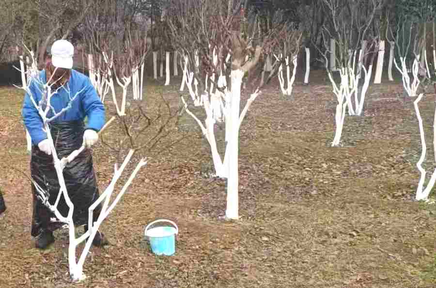 昆山廠區(qū)綠化維保 廠區(qū)綠化養(yǎng)護(圖4)