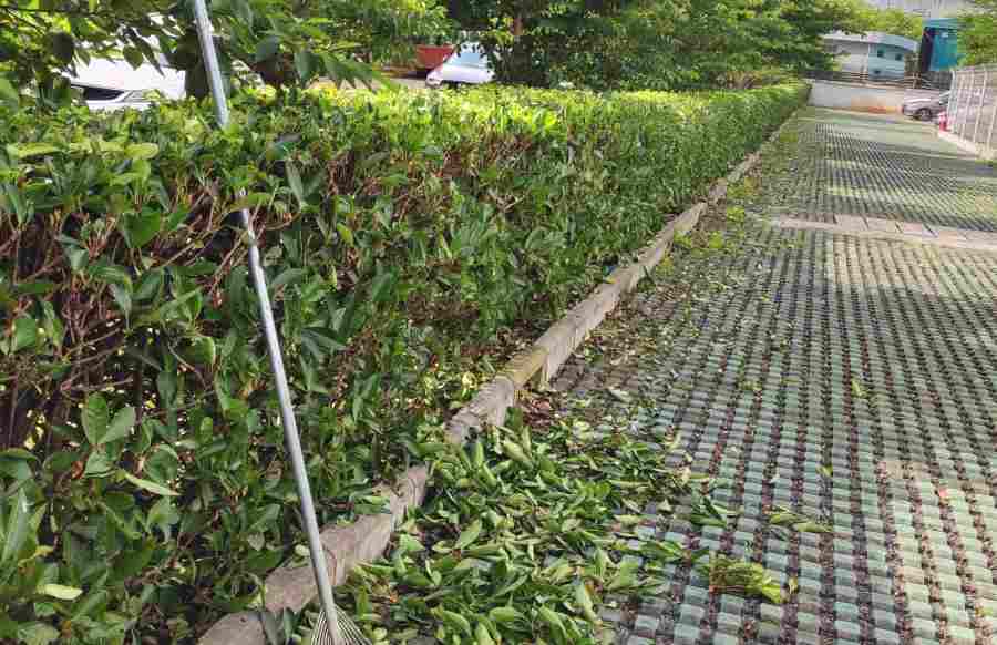 昆山酒店綠化養(yǎng)護 企事業(yè)單位綠化養(yǎng)護(圖3)