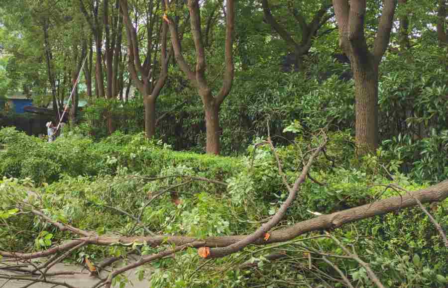 昆山物業(yè)管理公司綠化維保 企事業(yè)單位綠化養(yǎng)護(圖4)