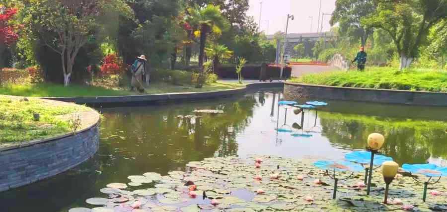 昆山綠化維護 綠化養(yǎng)護(圖4)