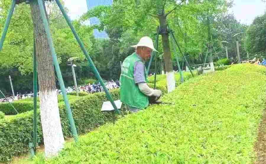 昆山小區(qū)綠地養(yǎng)護(hù) 小區(qū)/住宅社區(qū)綠化養(yǎng)護(hù)(圖2)