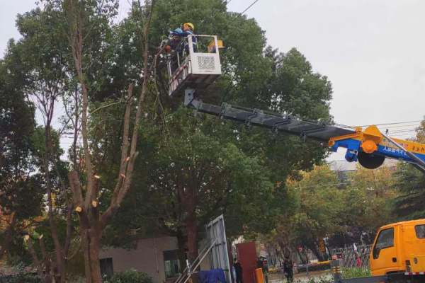 樹(shù)木修剪(圖5)