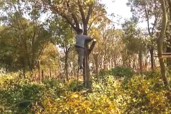 樹(shù)木修剪(圖6)