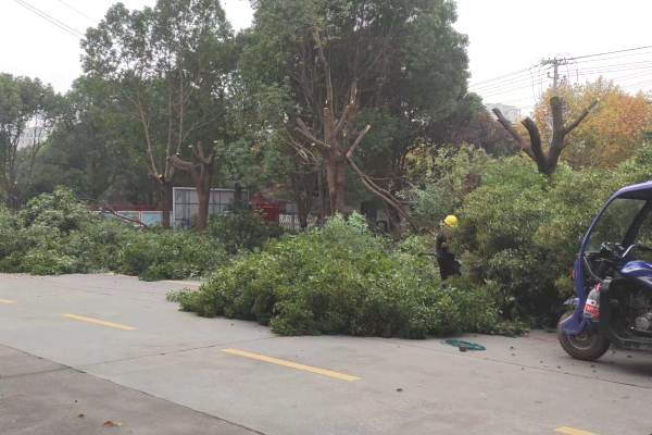 樹(shù)木修剪(圖7)