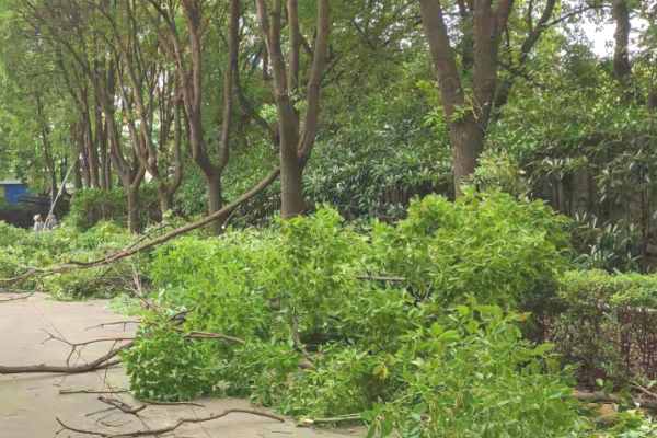 樹(shù)木修剪(圖8)