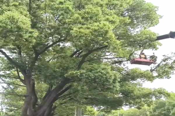 樹(shù)木修剪(圖10)