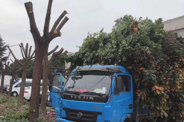 樹(shù)木修剪(圖11)