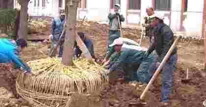 昆山樹木移植與綠化樹木移栽的技術要點及注
