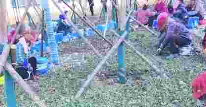 昆山廠區(qū)綠化改造升級：打造綠色生態(tài)新廠區(qū)