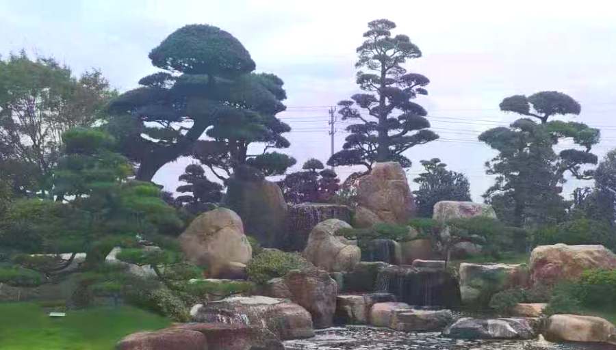 昆山造型樹修剪 造型樹修剪定形(圖1)