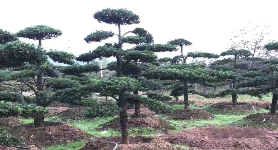 昆山修剪造型樹 造型樹修剪定形(圖2)