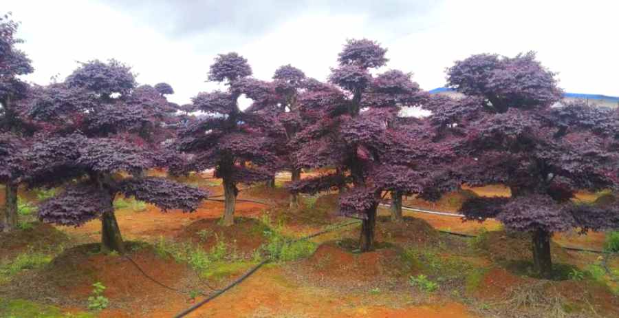 昆山造型樹整形 造型樹修剪定形(圖3)